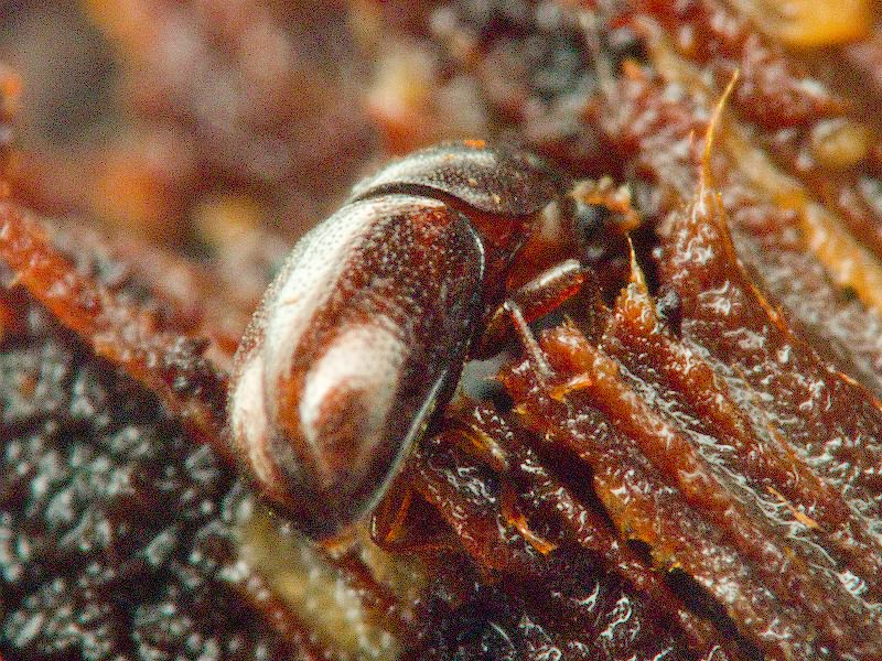 Cis jacquemartii Mellie, 1848